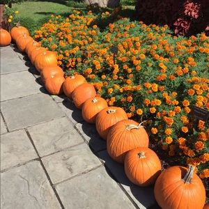 Meet your Posher, Dulce